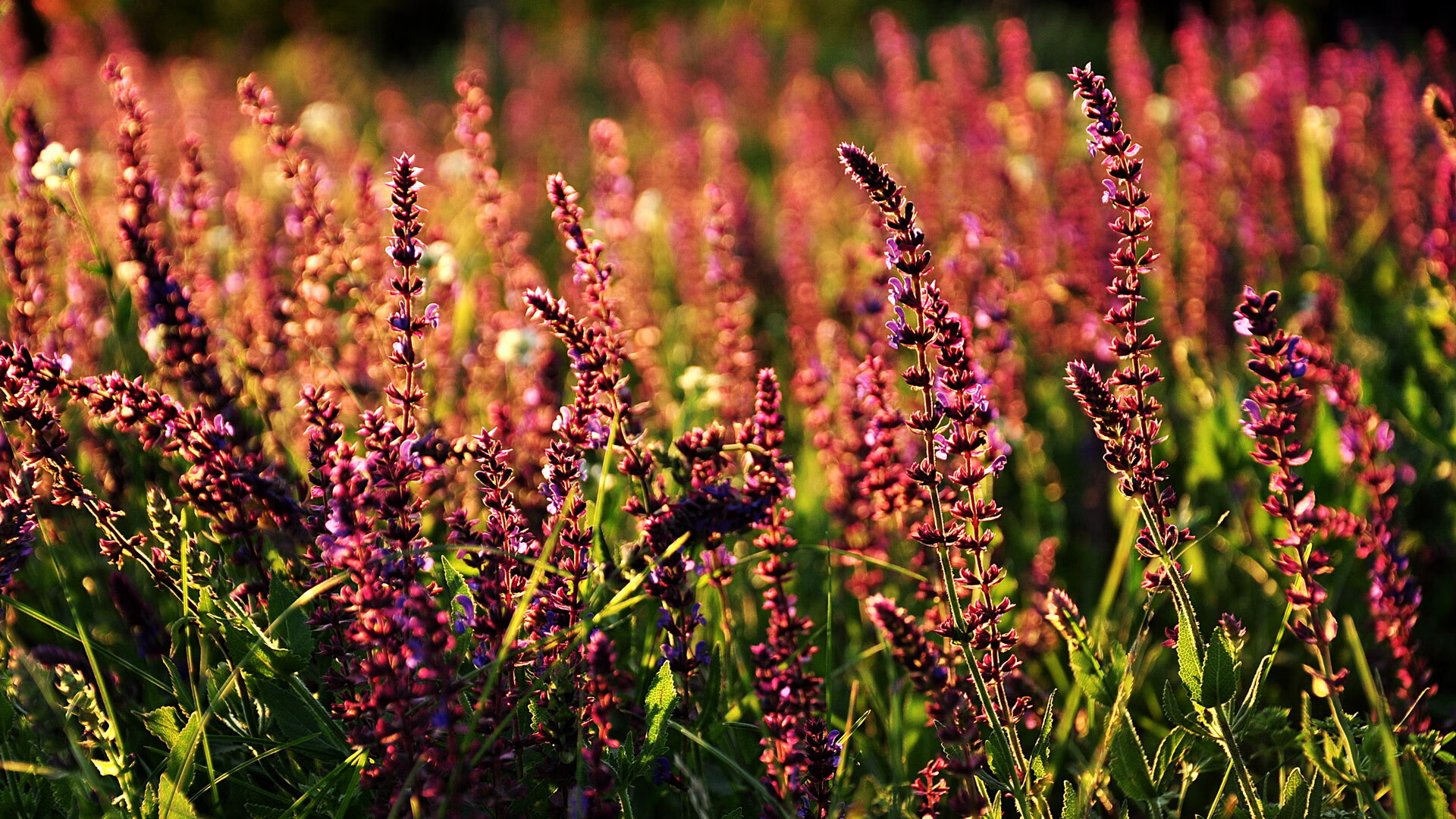 华体会-唯一性的双重奏，北京队一波流与欧文世界杯统治力的传奇瞬间